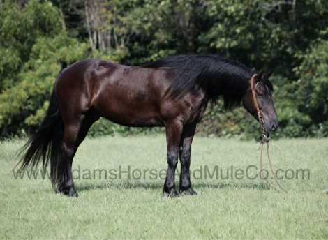 HorseID: 2283841 SALEM - PhotoID: 1059723