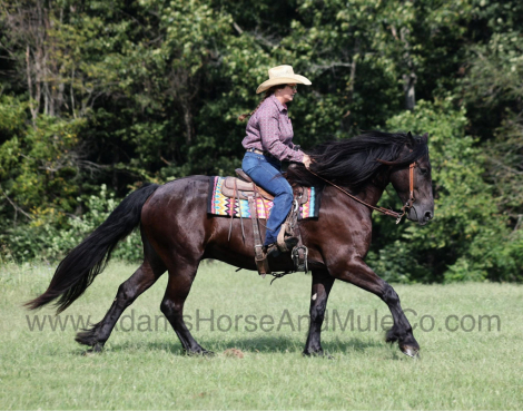 HorseID: 2283841 SALEM - PhotoID: 1059724