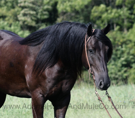 HorseID: 2283841 SALEM - PhotoID: 1059725