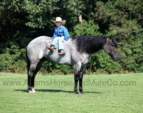 HorseID: 2283844 DRIFTS $ FIGURE - PhotoID: 1059714