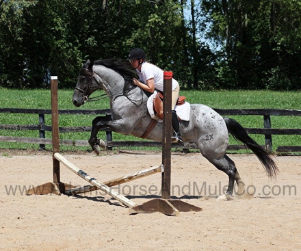 HorseID: 2283844 DRIFTS $ FIGURE - PhotoID: 1059717