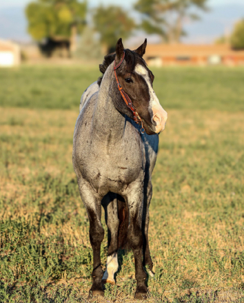 HorseID: 2283854 SLC BLUES GOTTA SING - PhotoID: 1059685