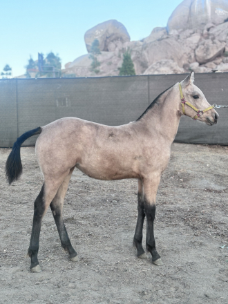 HorseID: 2283874 Buttercup - PhotoID: 1060043