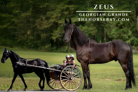 HorseID: 2283888 Zeus - PhotoID: 1059732