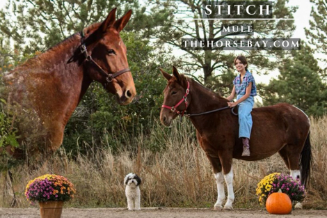 HorseID: 2283889 Stitch - PhotoID: 1059736