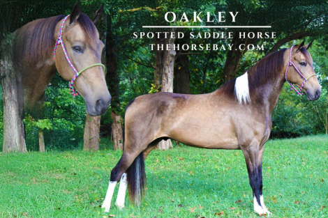 HorseID: 2283892 Oakley - PhotoID: 1059740