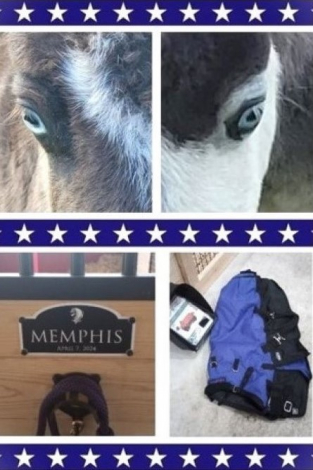 HorseID: 2283899 MINITRAX MEMPHIS - PhotoID: 1059759