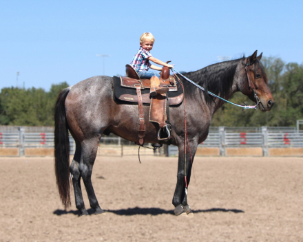 HorseID: 2283902 CHECK ME OUT IM BLUE - PhotoID: 1059764