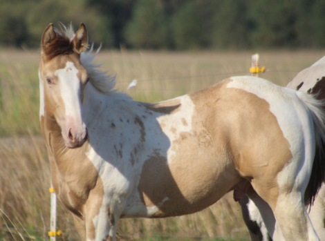 HorseID: 2283913 Champagne Macho Man - PhotoID: 1080029