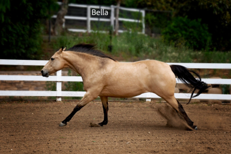 HorseID: 2283927 Bella - PhotoID: 1059792