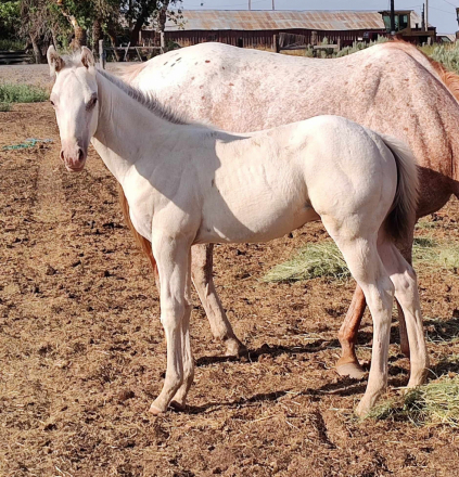 HorseID: 2283933 Homozygous Appaloosa Colt - PhotoID: 1060852