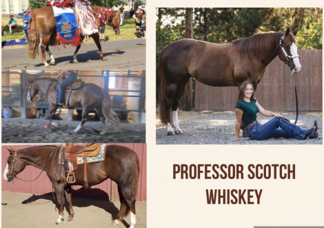 HorseID: 2283934 Professor Scotch - PhotoID: 1059797