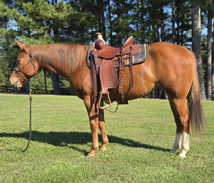 HorseID: 2283946 Mae Be Shes A Daisy - PhotoID: 1059808