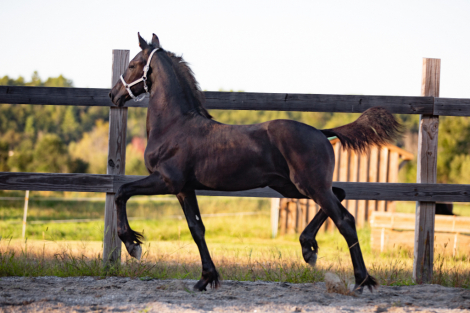 HorseID: 2283951 Bastiaan of Windy Hollow Farm - PhotoID: 1059814