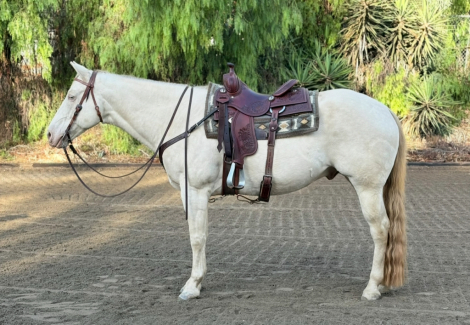 HorseID: 2283964 Sea Salt Simon - PhotoID: 1059822