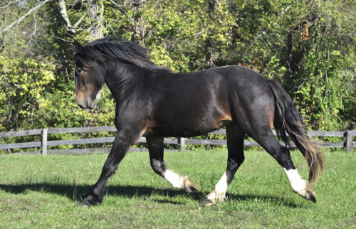 HorseID: 2283973 Zorro - PhotoID: 1059877