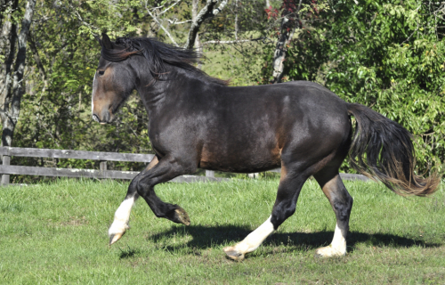 HorseID: 2283973 Zorro - PhotoID: 1060144