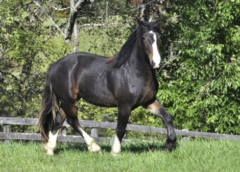 HorseID: 2283973 Zorro - PhotoID: 1060145