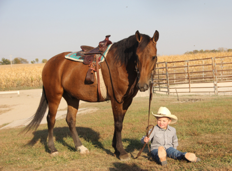 HorseID: 2283998 All Around Family Babysitter - PhotoID: 1059855