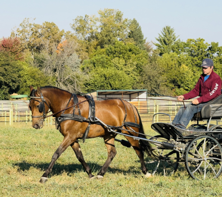 HorseID: 2283998 All Around Family Babysitter - PhotoID: 1059858