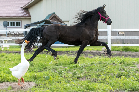 HorseID: 2284002 Patrizia of Majestic Friesians - PhotoID: 1059860