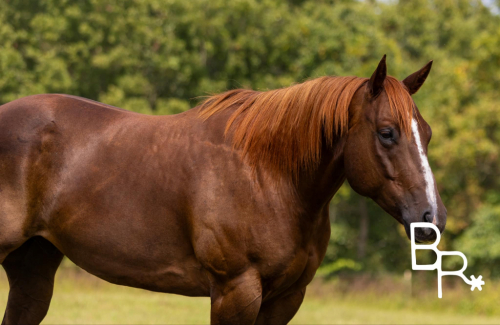 HorseID: 2284014 Smitty BR - PhotoID: 1060001