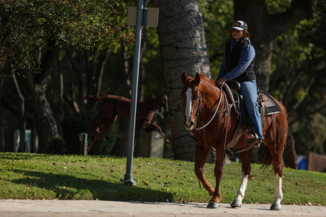 HorseID: 2284017 TR Flashy Cat - PhotoID: 1060005