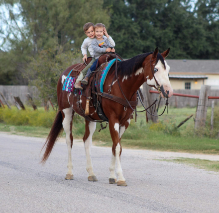 HorseID: 2284018 Flash Gordon MW - PhotoID: 1059959