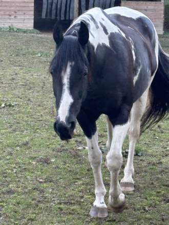 HorseID: 2284019 Pepsis Button - PhotoID: 1059862