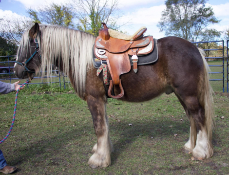 HorseID: 2284025 Blackfire Chrome Kodiak BFF - PhotoID: 1059863