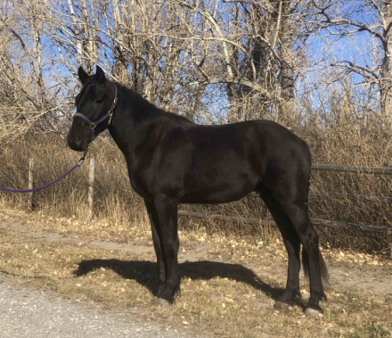 HorseID: 2284036 Windy Coulee Zefyr Jedi Master - PhotoID: 1059885