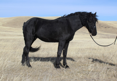 HorseID: 2284036 Windy Coulee Zefyr Jedi Master - PhotoID: 1059885