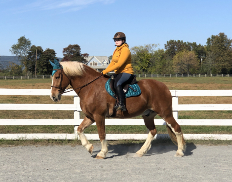 HorseID: 2284037 Teddy Roosevelt - PhotoID: 1059884