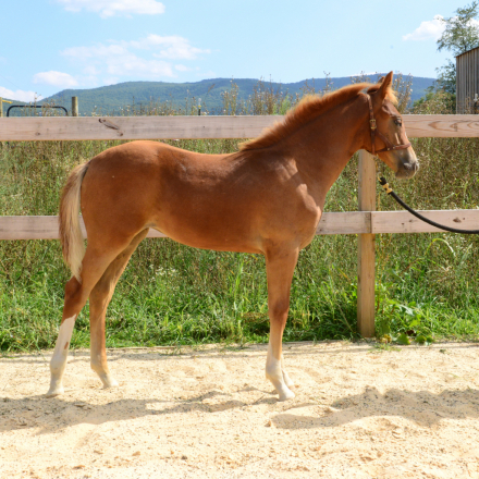 HorseID: 2284043 Samara - PhotoID: 1059892