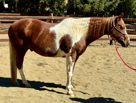 HorseID: 2284046 Senor Commander - PhotoID: 1059898