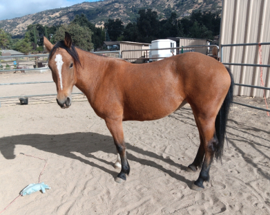 HorseID: 2284050 Dusty - PhotoID: 1059904