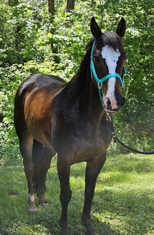 HorseID: 2284051 Grade Gelding - PhotoID: 1059909