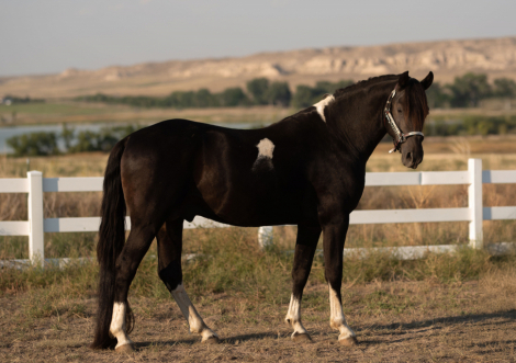 HorseID: 2284055 L2R’S Legacy Of Cascade Gold - PhotoID: 1059910