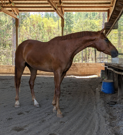 HorseID: 2284058 St Gregory - PhotoID: 1059920