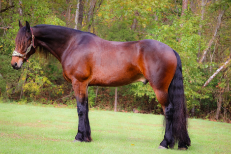 HorseID: 2284059 Jasper HH - PhotoID: 1059972