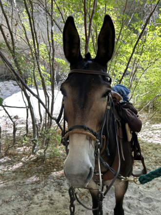 HorseID: 2284071 Jasper, Mule - PhotoID: 1060464