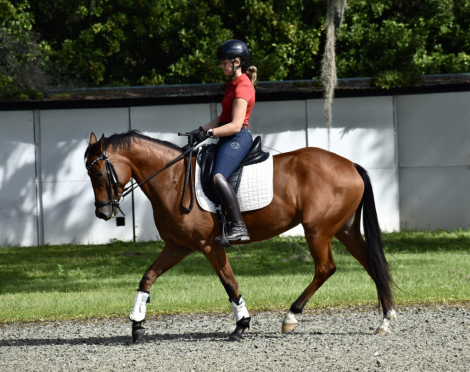 HorseID: 2284072 Oversized Connemaras - PhotoID: 1059938