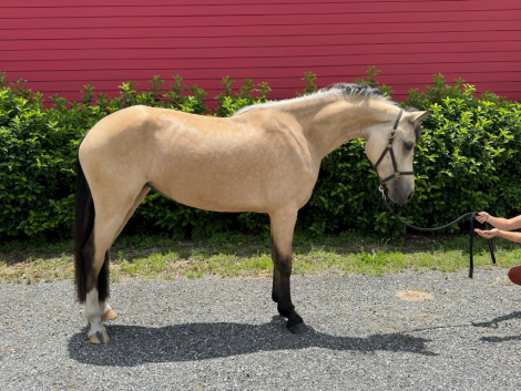 HorseID: 2284072 Oversized Connemaras - PhotoID: 1059939