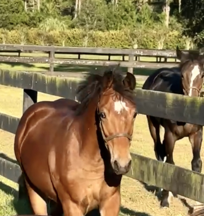 HorseID: 2284072 Oversized Connemaras - PhotoID: 1059941