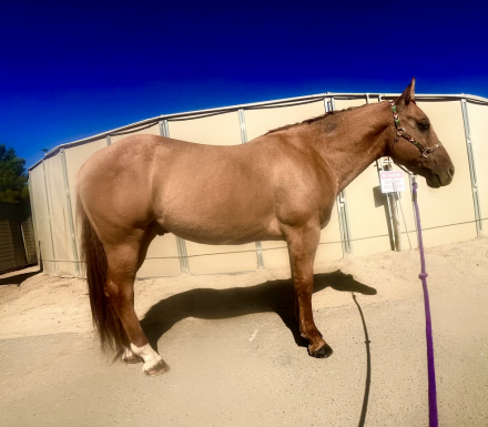 HorseID: 2284080 Remington - PhotoID: 1060016