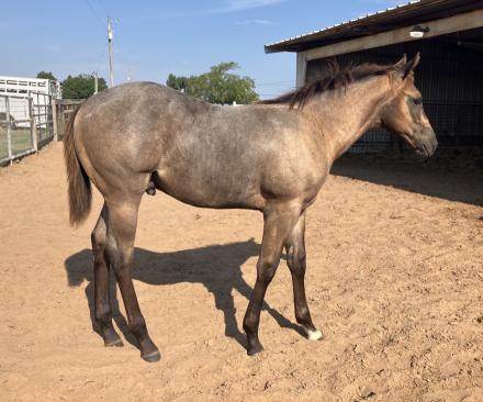 HorseID: 2284115 NLJ THE WATCHMAN - PhotoID: 1060080