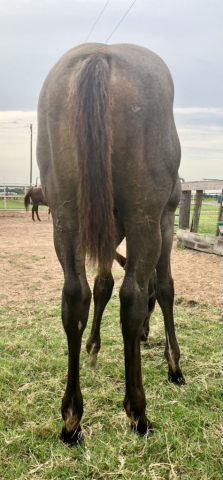 HorseID: 2284115 NLJ THE WATCHMAN - PhotoID: 1060081