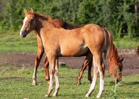 HorseID: 2284116 PLAYIN IN THE OAKS - PhotoID: 1060083