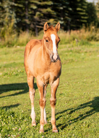 HorseID: 2284116 PLAYIN IN THE OAKS - PhotoID: 1060084