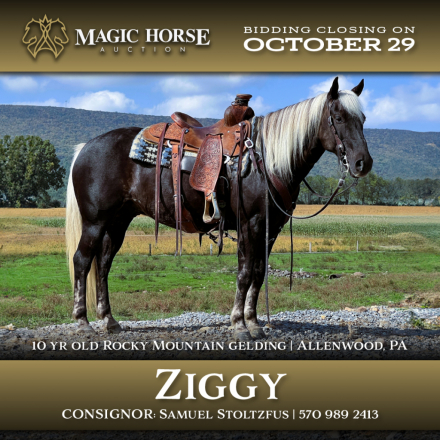 HorseID: 2284121 Ziggy - PhotoID: 1060089